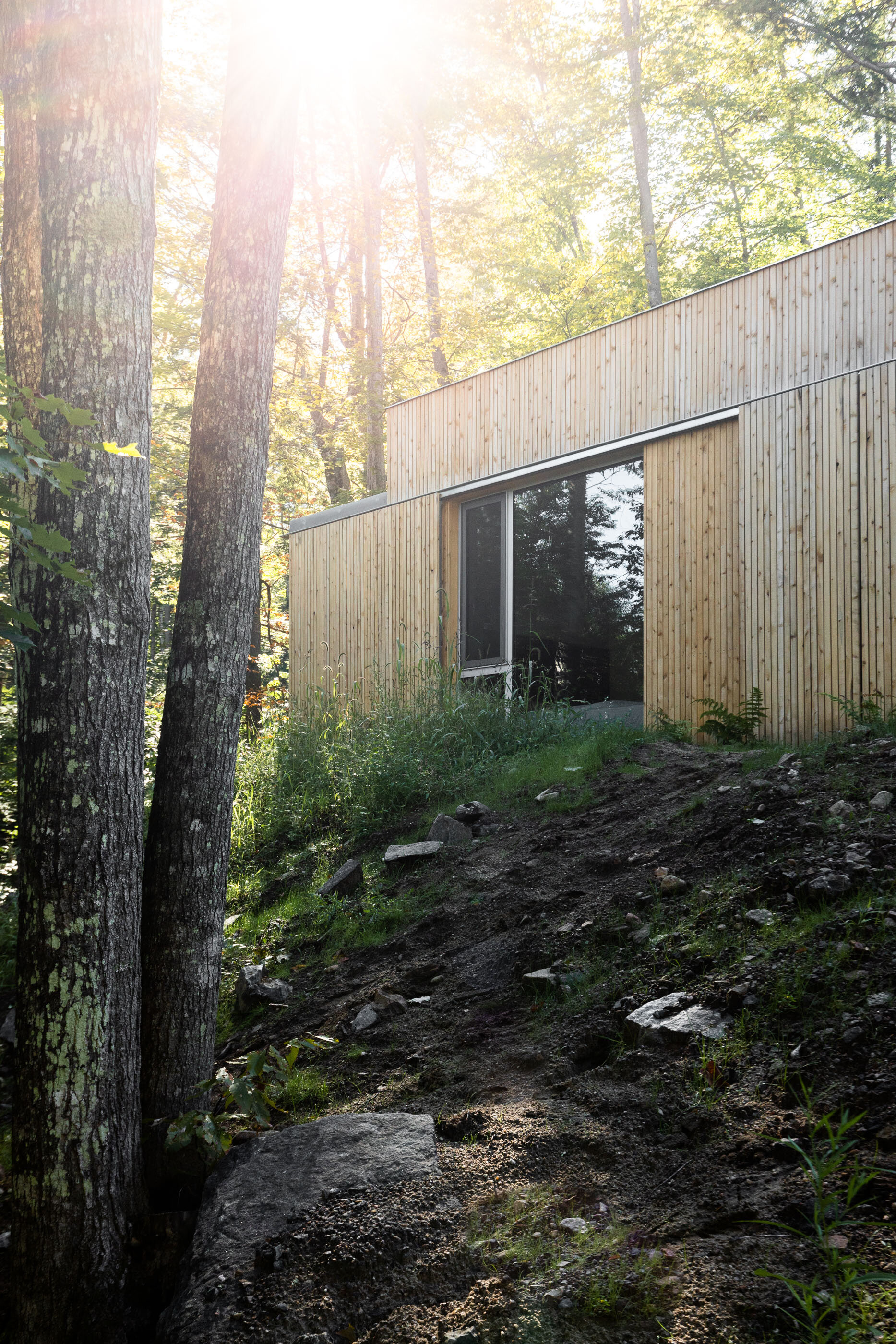 Modern wooden house in a wooded area with sunlight filtering through trees